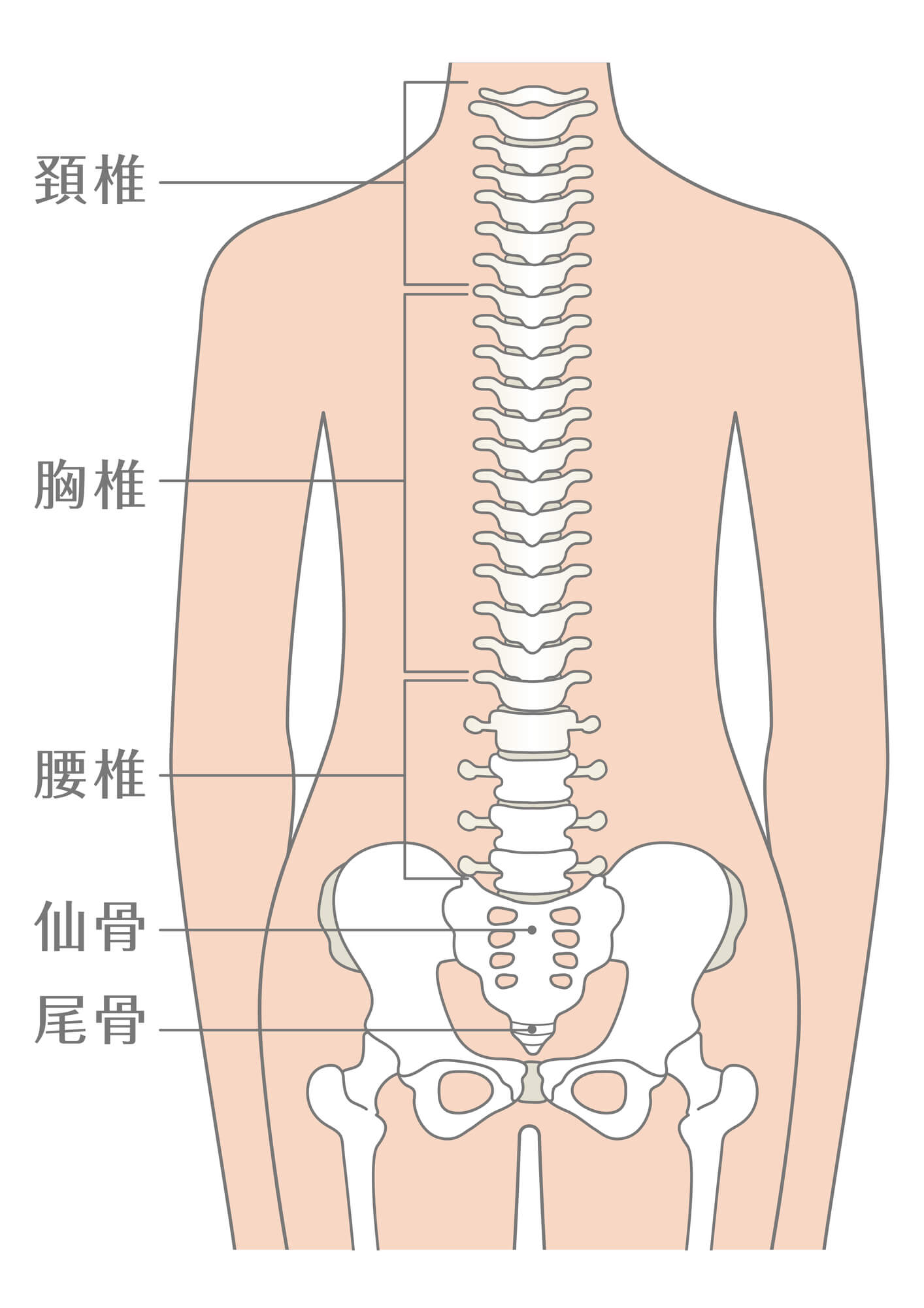 椎骨の位置と椎間板ヘルニアの種類