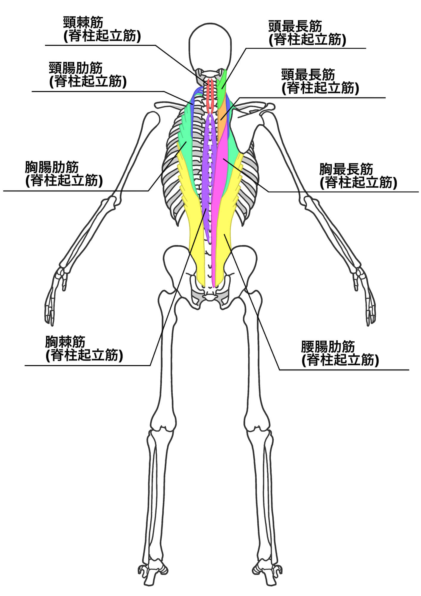 背中のコリに繋がる筋肉の種類