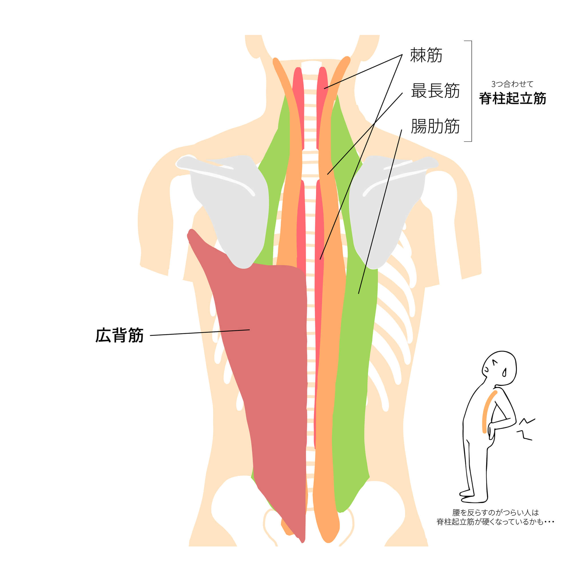 背中のコリと関係する筋肉