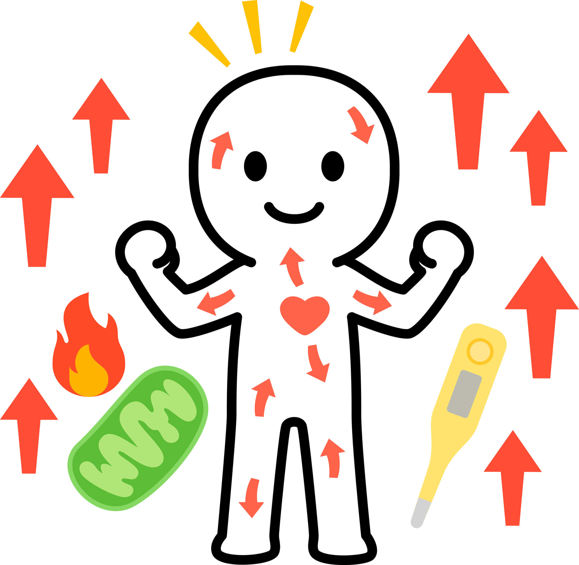 背中のコリを解消することで得られる基礎代謝の向上