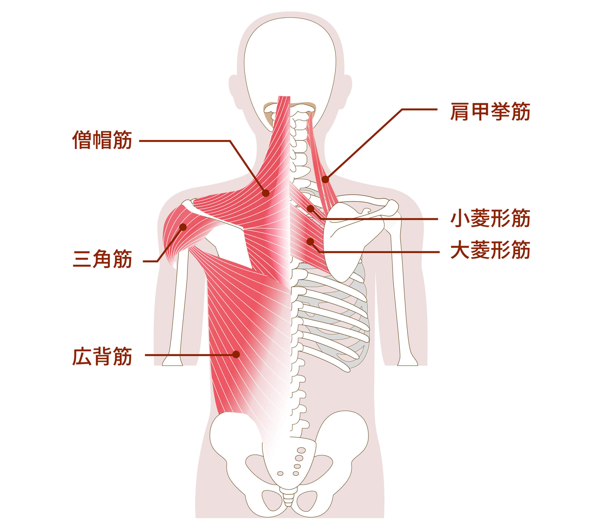 背中のコリに関わる主な筋肉